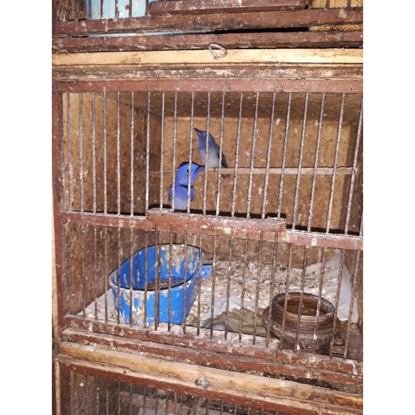 burung slendang biru