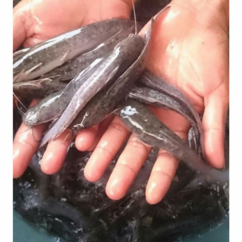 Bibit Ikan Lele Ukuran 8-9cm