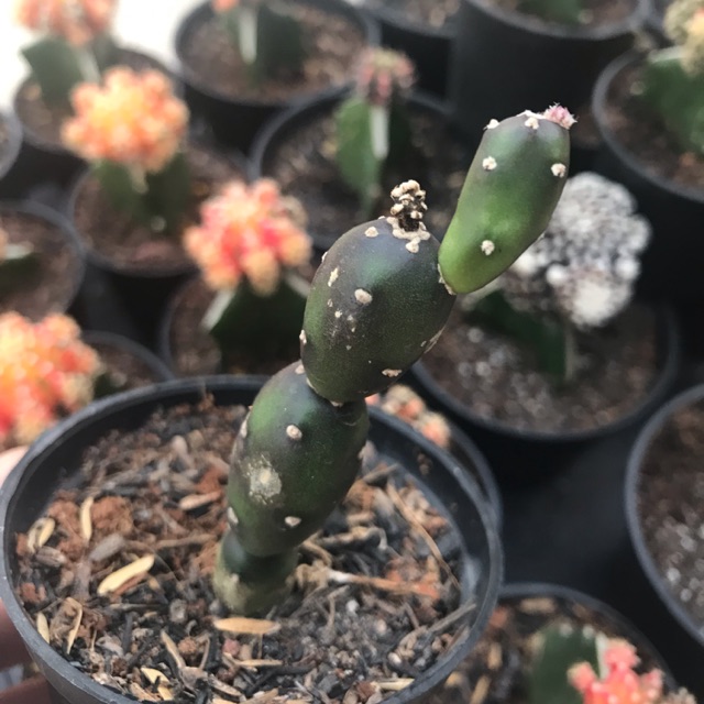 Kaktus Murah / cactus unik ( size jumbo)