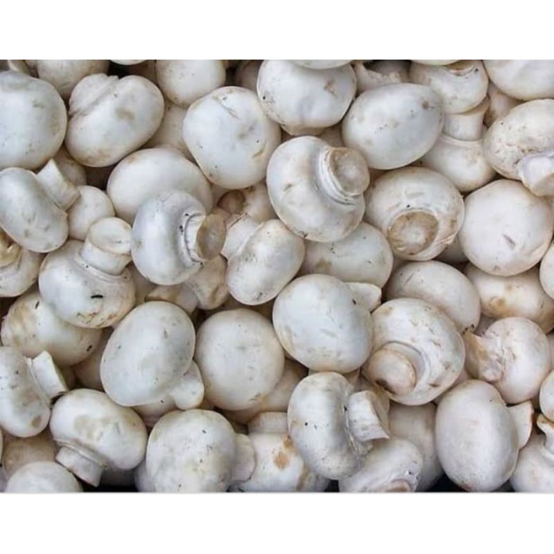 jamur champignon fresh /jamur kancing 500gr