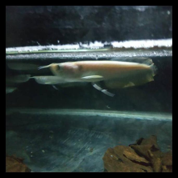 {BISA COD} Ikan arwana silver Brazil OBRAL Kode 487