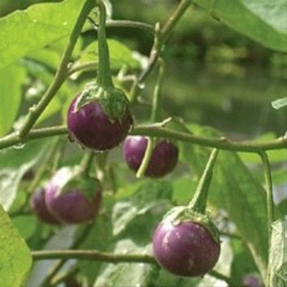 50 Biji Benih Terong Lalap Ungu Sriti Bulat Bibit Sayuran Unggul Berkualitas Tanaman Sayur Seribuan