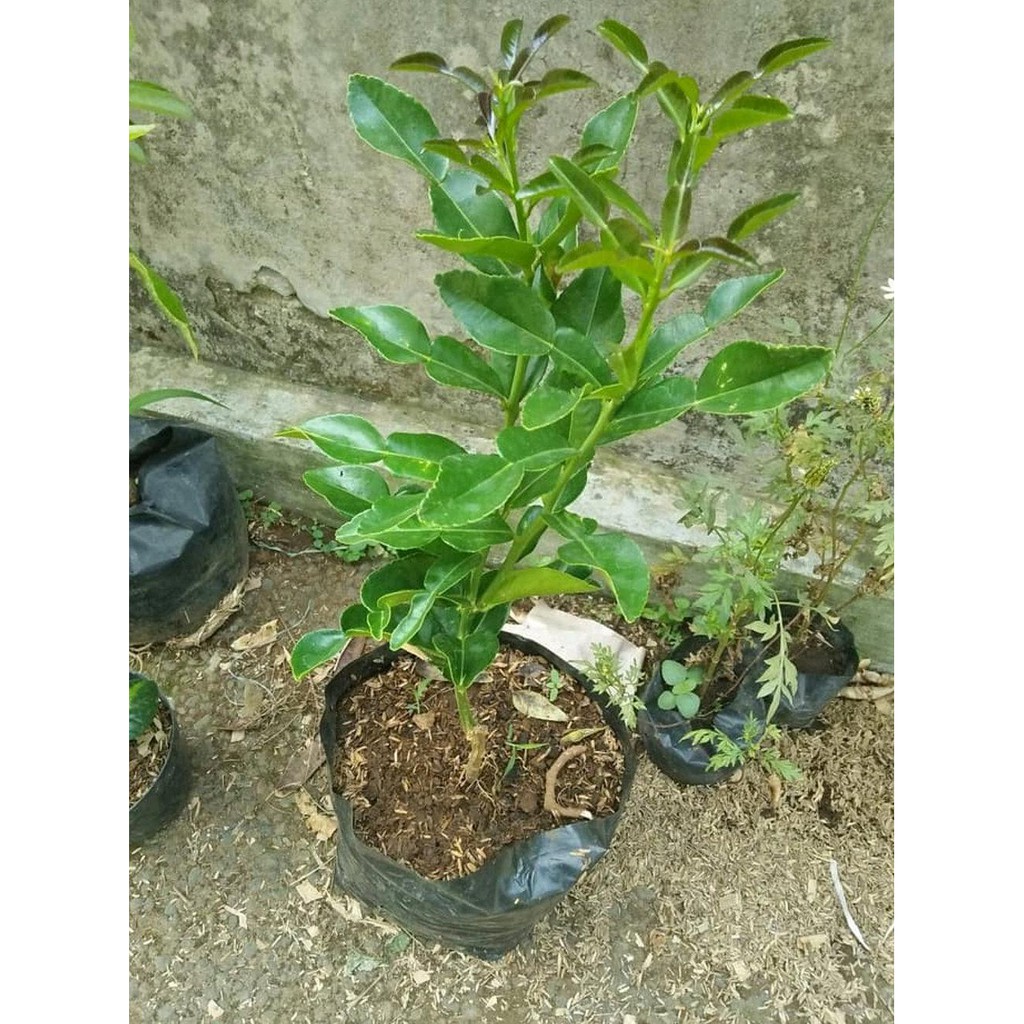 Bibit Buah Bibit Tanaman Buah Jeruk Purut-Pohon Jeruk-Untuk Obat Herbal Dan Bumbu Masak H2O