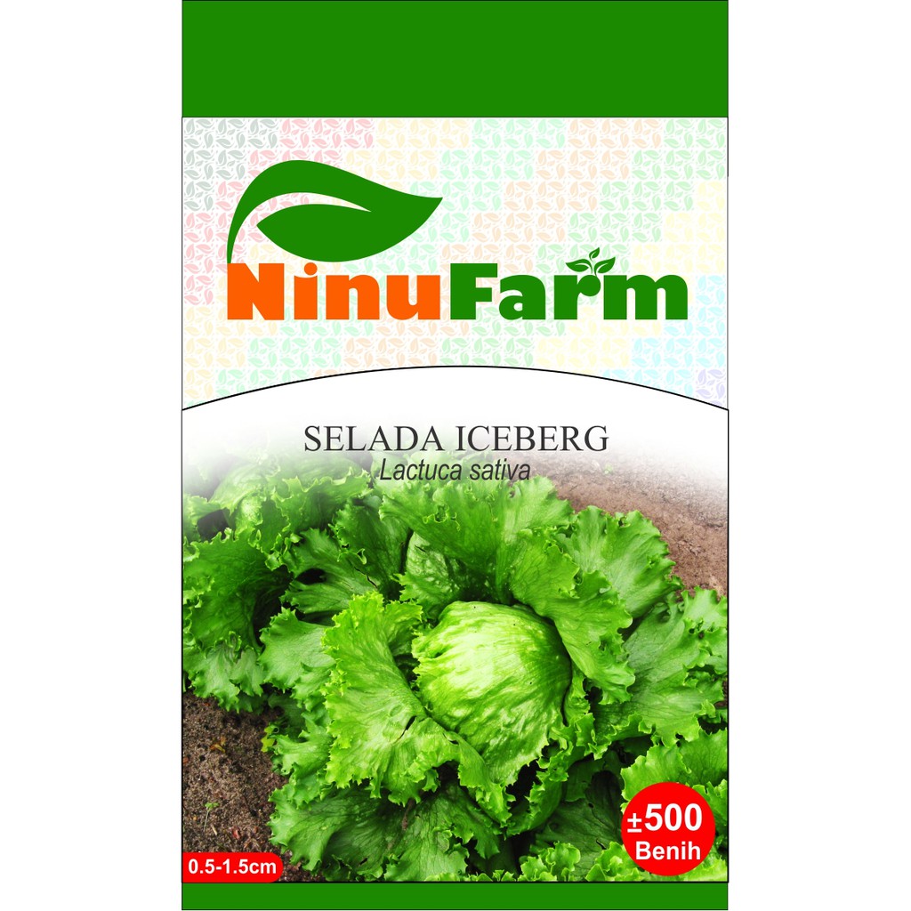 Benih Selada Iceberg 500Seeds