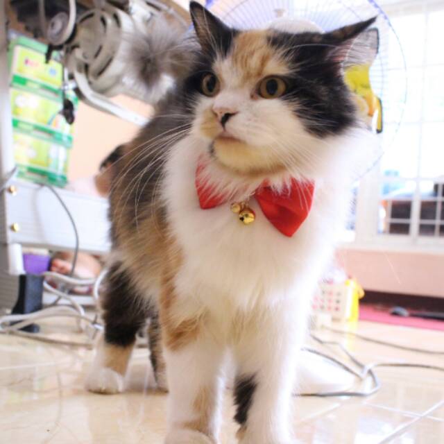 Red bowtie / dasi kupu-kupu / dasi lucu / dasi kucing / baju kucing