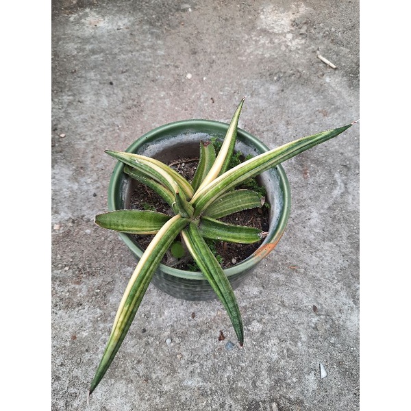 Sensivera Paten Varigata