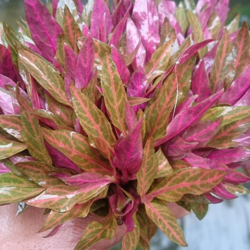 

altenatera rosa nerviq