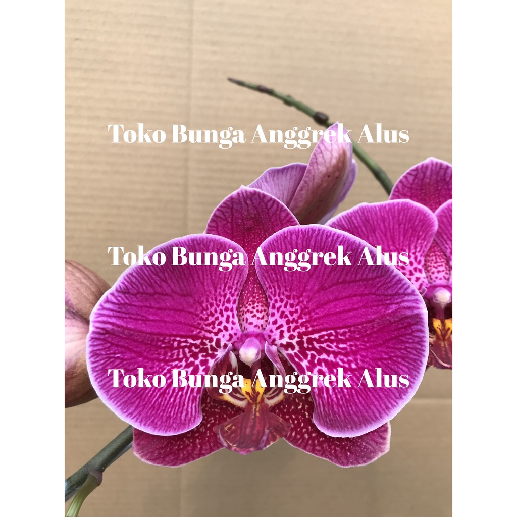 Paling Keren 20 Bunga Anggrek Hidup Gambar Bunga HD Paling Keren 20 Bunga Anggrek Hidup Gambar Bunga HD