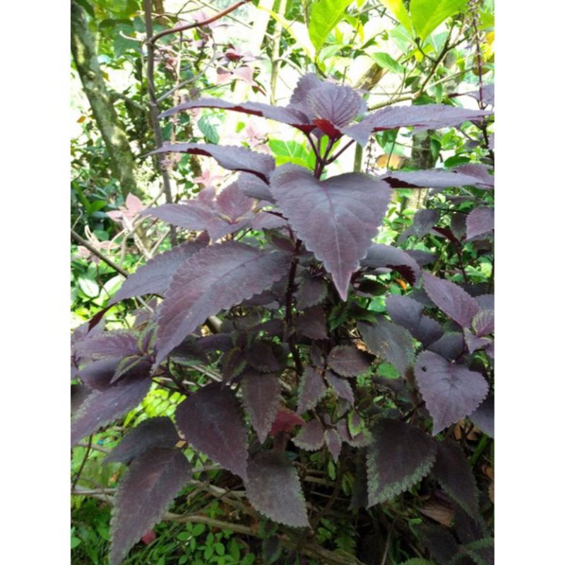 

Daun Jawer Kotok Merah Segar 500Gram
