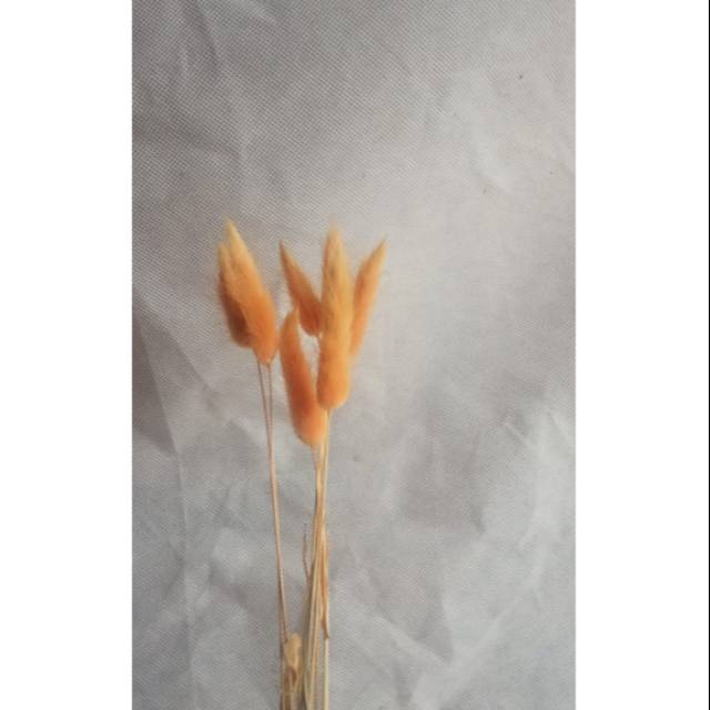Lagurus / bunny tail warna oren, oyen, bunga kering lagurus oren, bunga kering orange