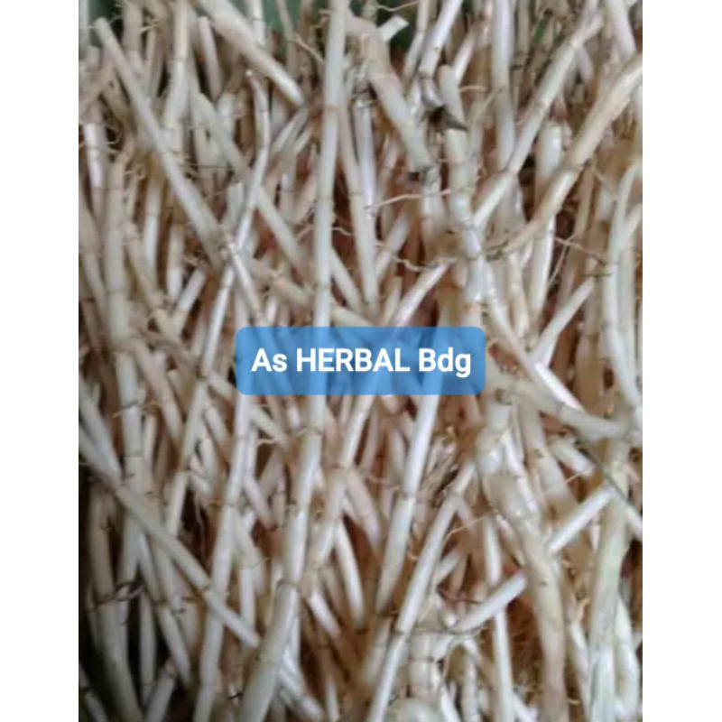 

Paket hemat akar alang alang atau ilalang segar per 1 ikat-az