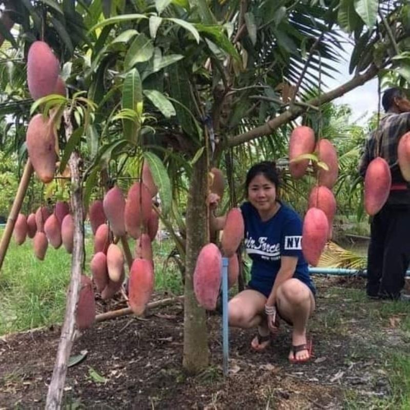 bibit mangga red ivory murah