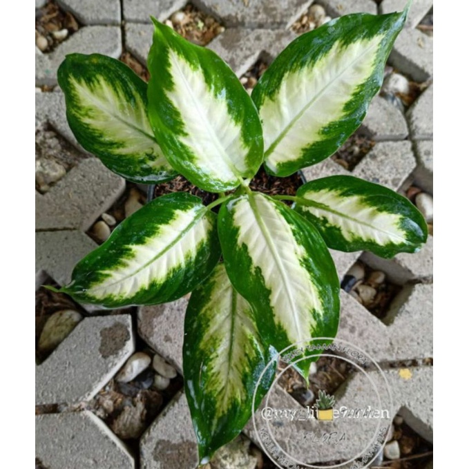 Tanaman Hias Aglonema Tisu-Aglonema Tissue - Bunga Aglonema