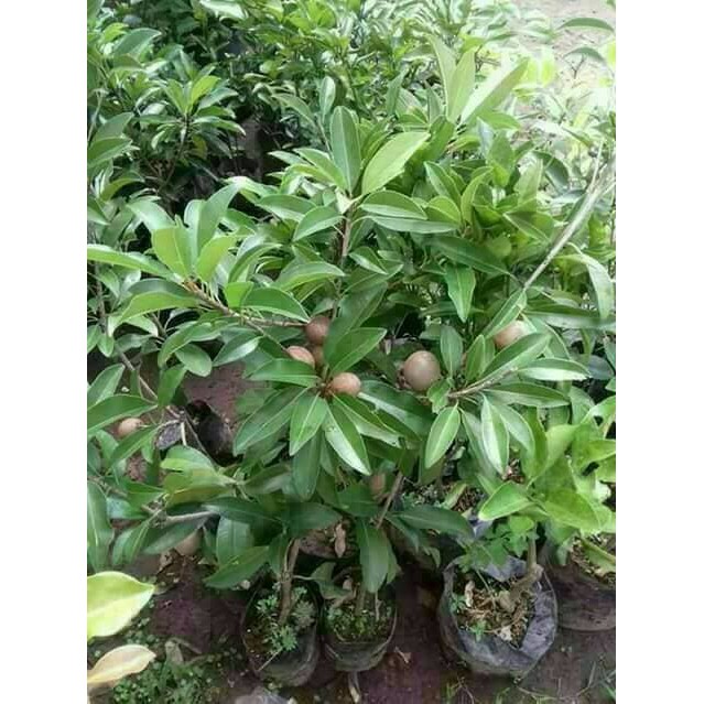 Jual Bibit Sawo Jumbo atau Bangkok  sedang berbuah Berkualitas