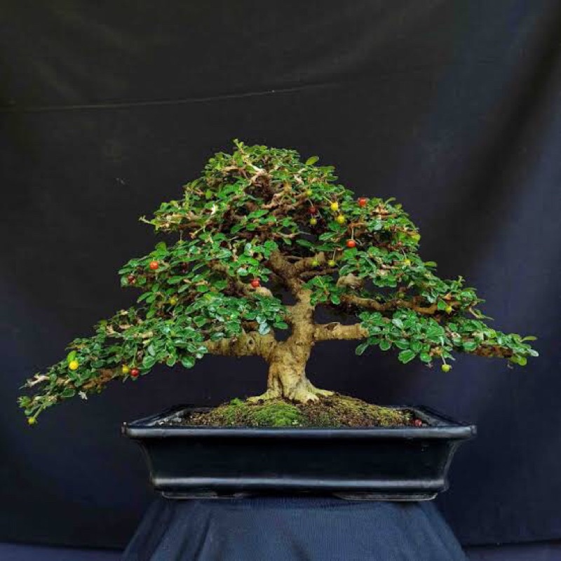 BAHAN BONSAI HOKIANTI BIBIT MAME SHITO JUARA TOP SELLER