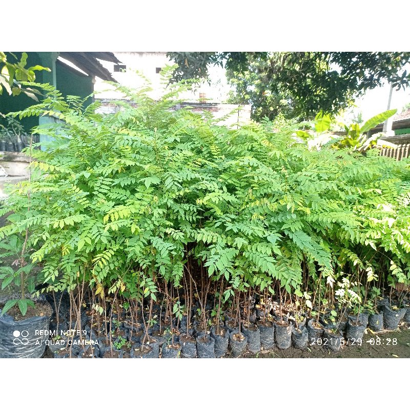 bibit buah belimbing wuluh bibit buah belimbing sayur