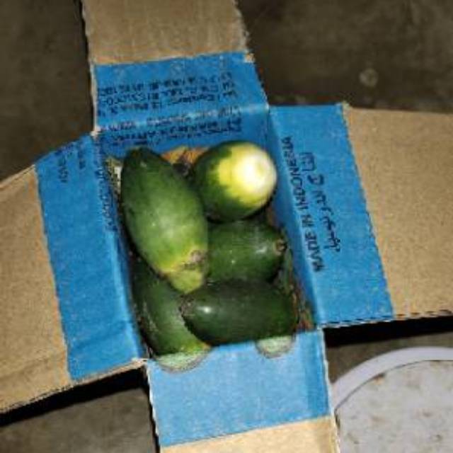 

buah pinang 100 % fresh / biji termurah