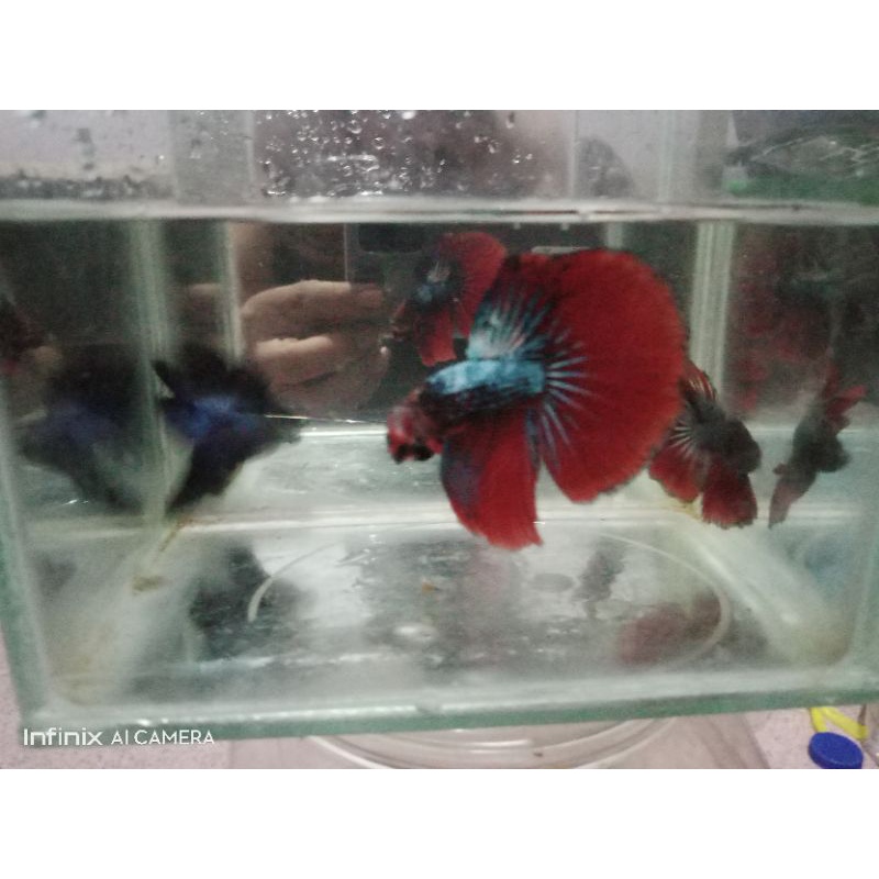 cupang murah cupang HM