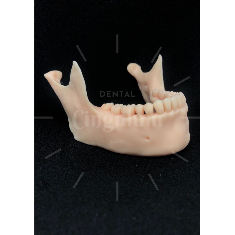 Model Manekin Mandibula / Model Gigi / Phantom Gigi