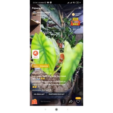 live alocasia cuprea hijau H