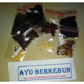 Produk Terbaru Benih Tomat Permata F1 Biji / Bibit Tomat