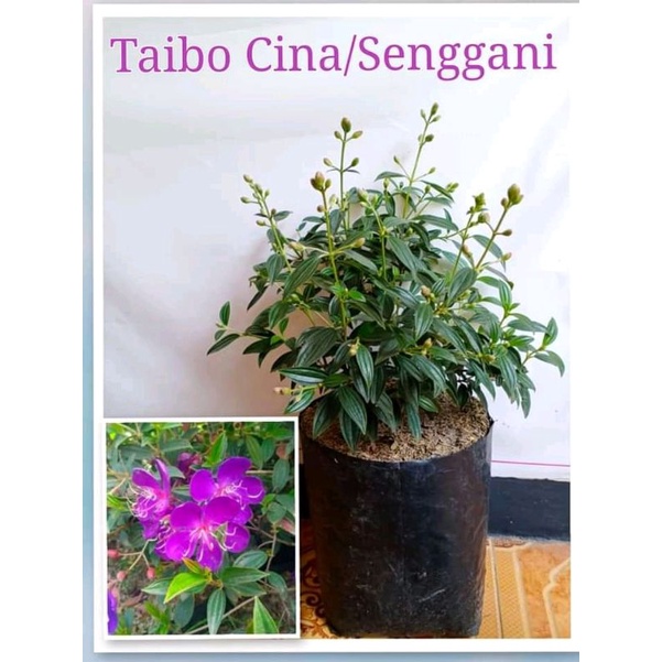 taibo Cina senggani rimbun