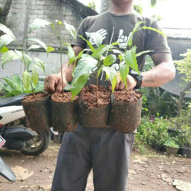 Bibit tanaman tabebuya bunga ungu