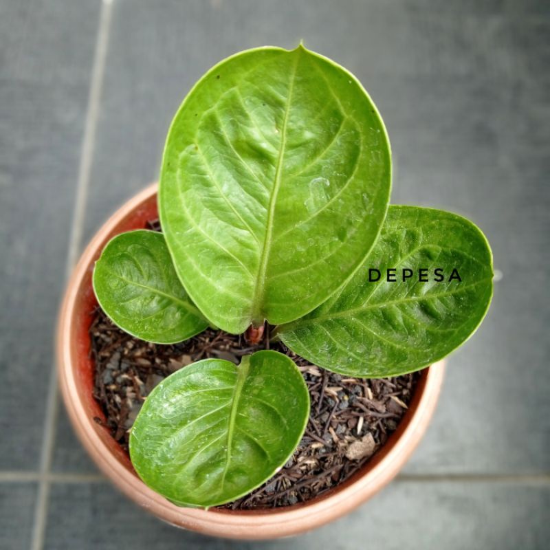Anthurium Jemani Mangkok Tengkorak real pict