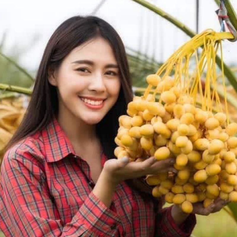 Bibit Kurma Tropis Super Unggul Cepat Berbuah