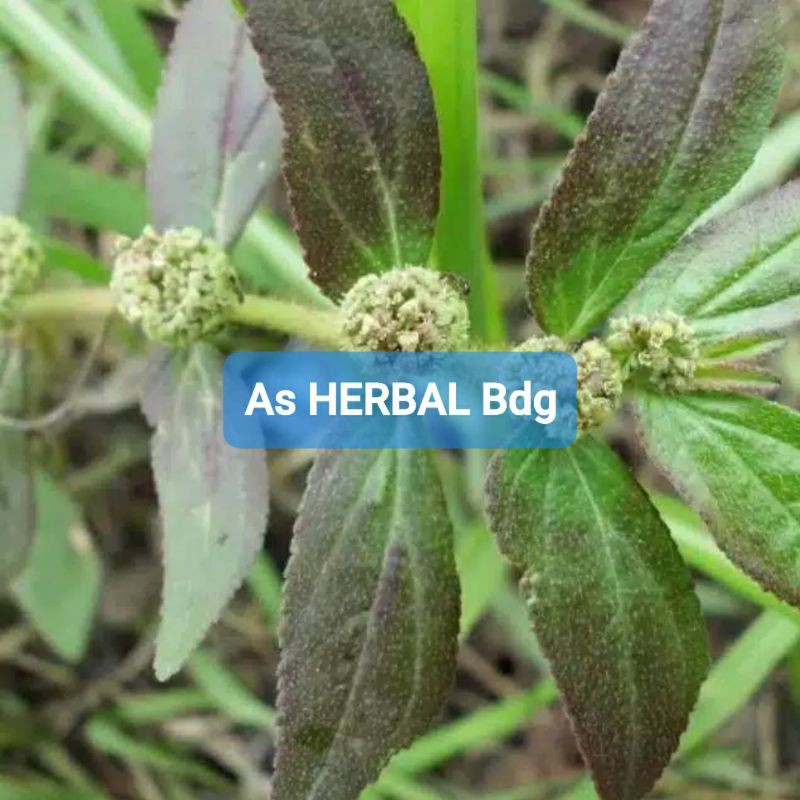 

Daun Patikan Kebo Segar 300 gram-az
