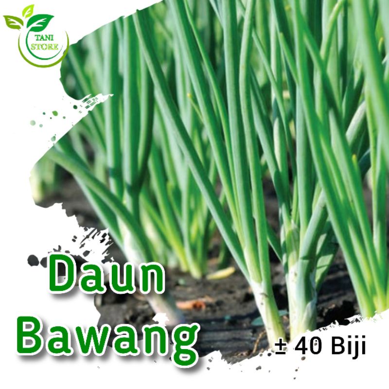 ± 40 biji benih daun bawang_bibit tanaman