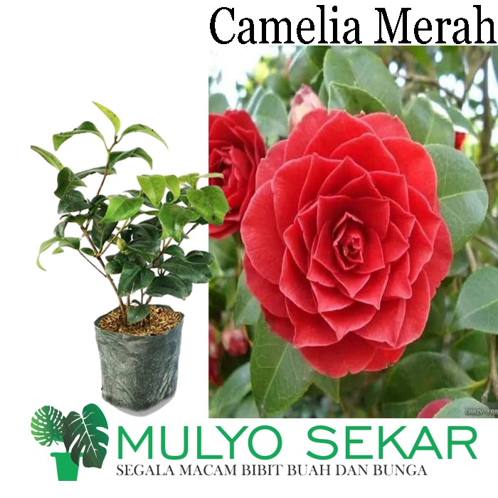 tanaman Bunga Camelia merah - bibit tanaman hidup - bibit tanaman kamelia asli cangkok