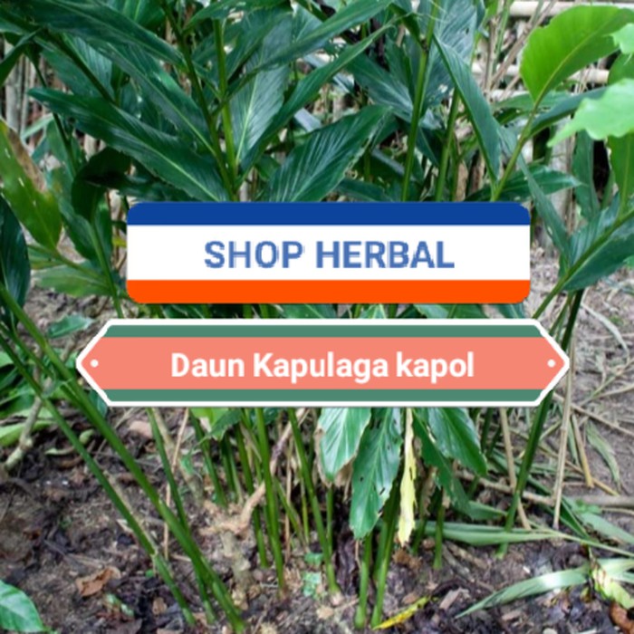 

Terbaik terbaik Daun Kapulaga kapol 1 kg