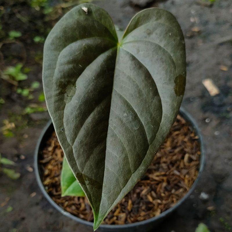 Tanaman Hias Anthurium Modeanum | Anthurium Hitam