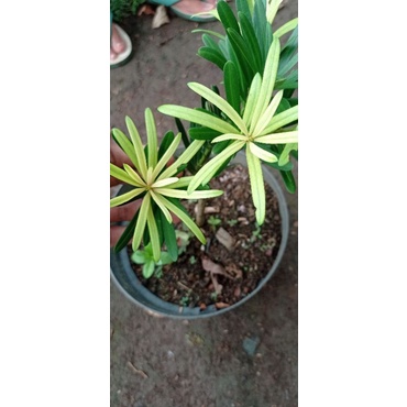 tanaman/bahan bonsai lohansung pupus kuning