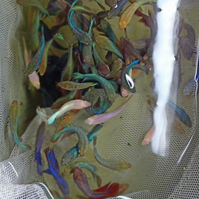 Terbaru Ikan Cupang Hias Halfmoon Paket 10 Pcs Betta Cupangku