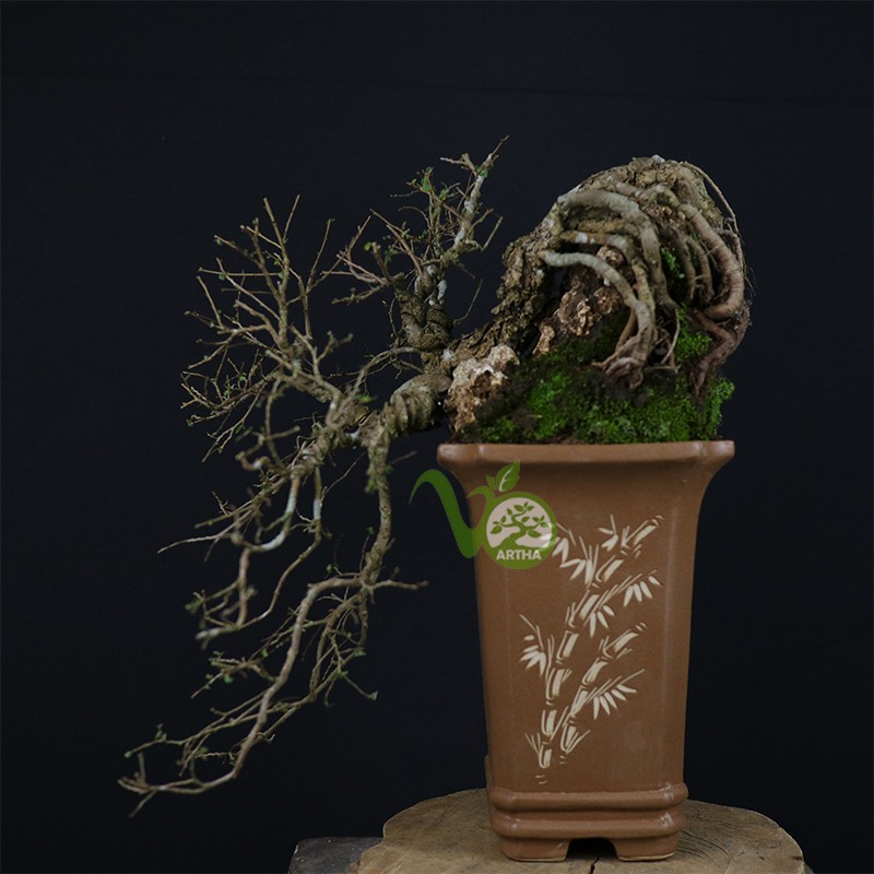 Bonsai Ulmus Holland - Mame On The Rock