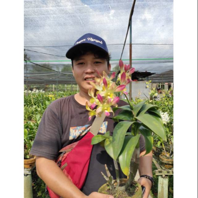 Anggrek Dendrobium (dewasa)  Hybrid Bunga Besar