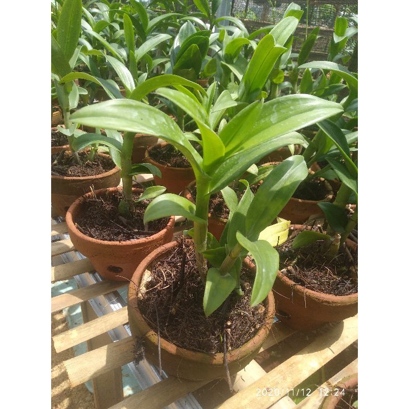 bibit tanaman anggrek dendrobium dewasa siap berbunga