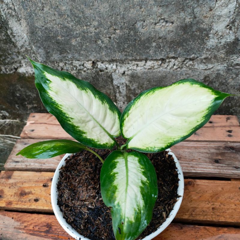 PROMO!! Tanaman Hias Dieffenbachia Milkyway - Tanaman Hias Indoor