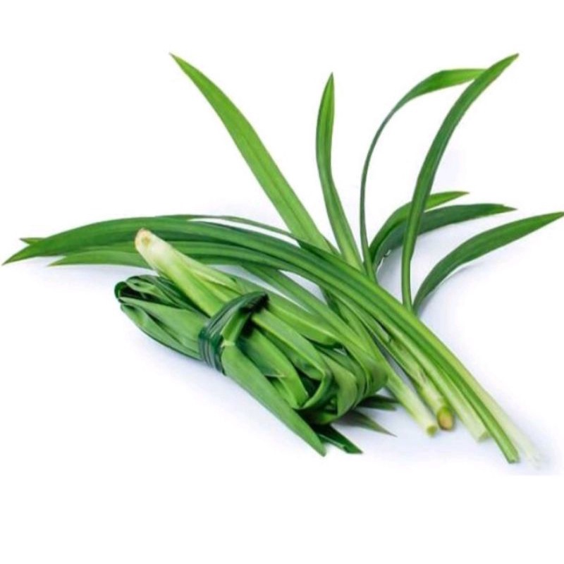 

DAUN PANDAN