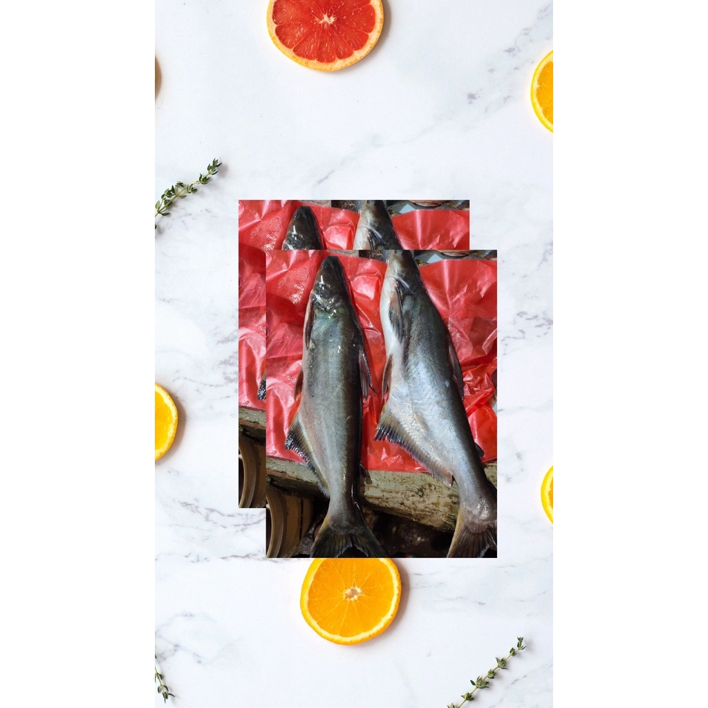 

Ikan Patin