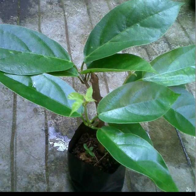 Bibit stek cincau perdu bibit cincau perdu