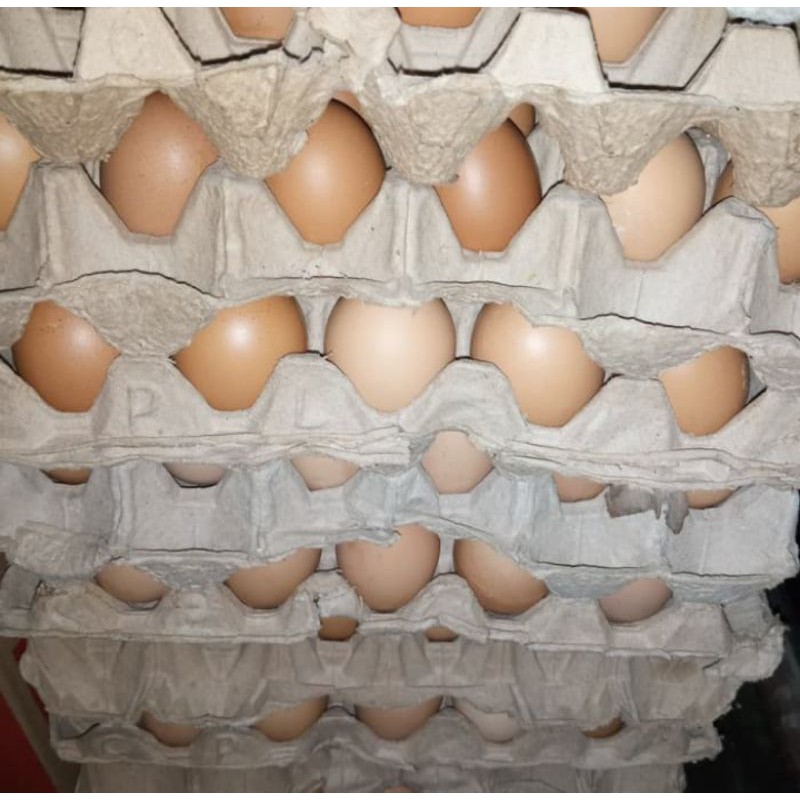 

Telur Ayam Negeri 1 kg