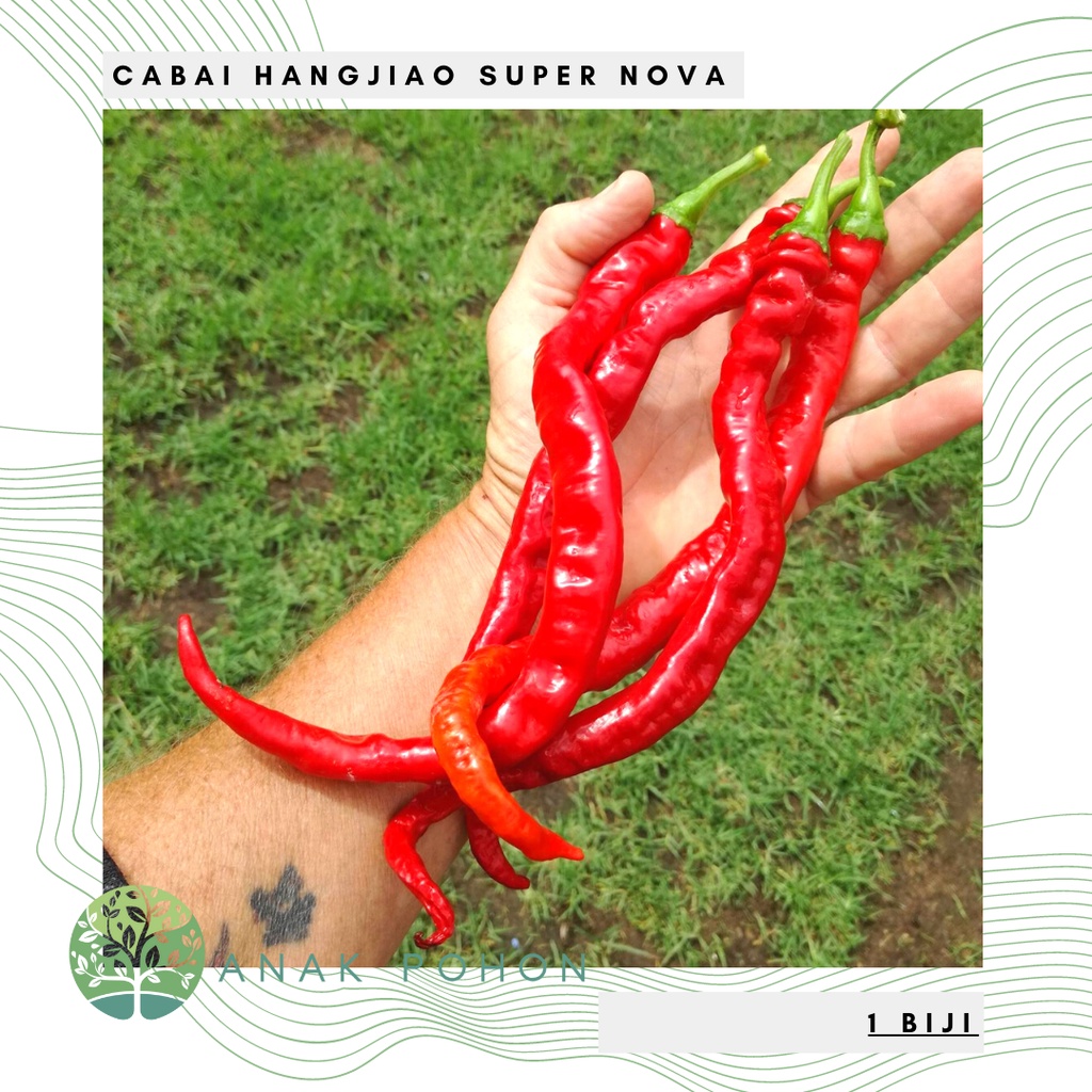 Benih Bibit Biji - Cabai Hangjiao Super Nova Cabe Merah Keriting Jumbo Panjang Pedas Pepper Seeds