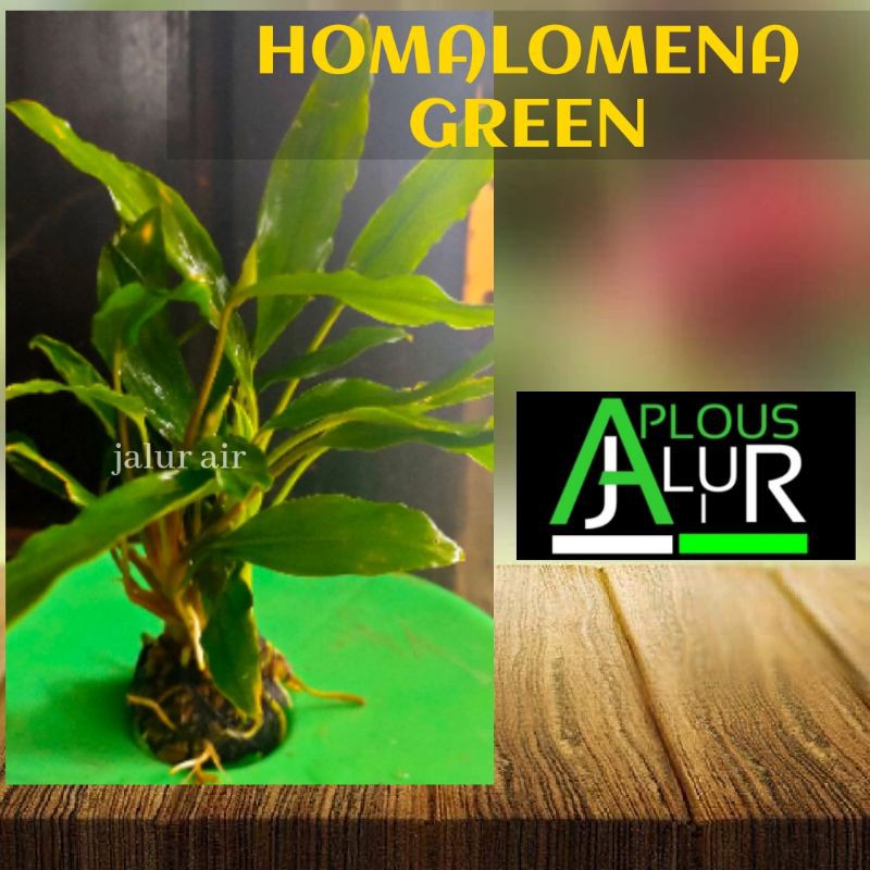 Homalomena / Anubias Sp. media Wabikusa