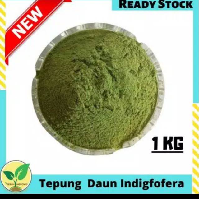 Tepung daun Indigofera, protein tinggi untuk ternak kualitas super