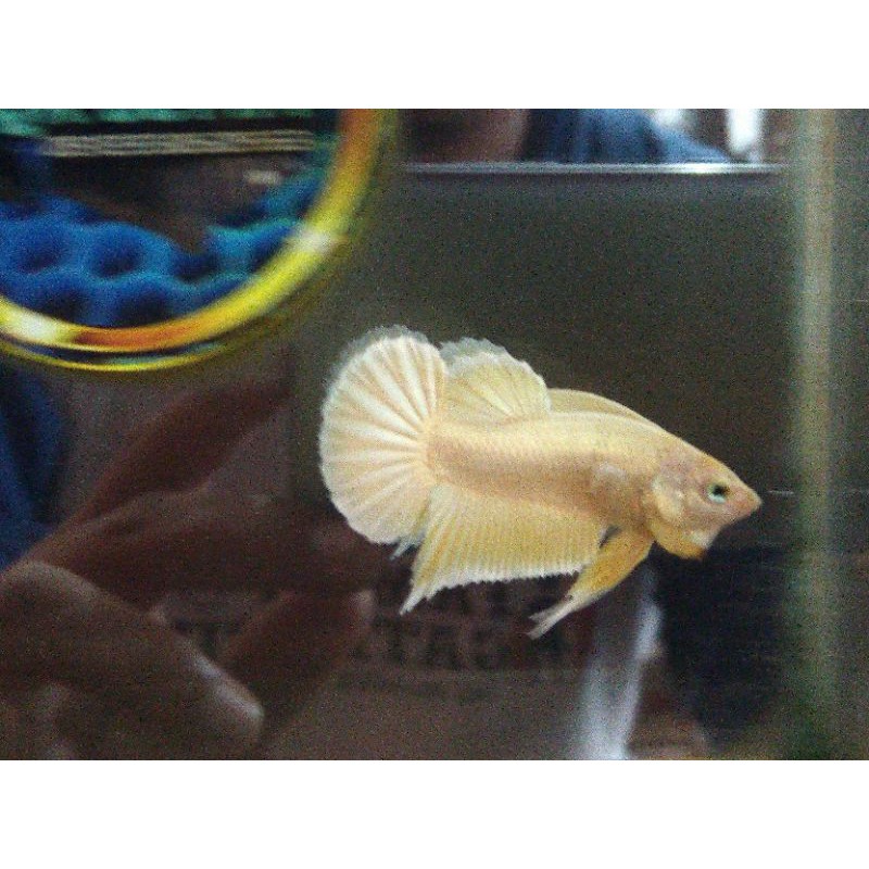 ikan cupang Super GOLD