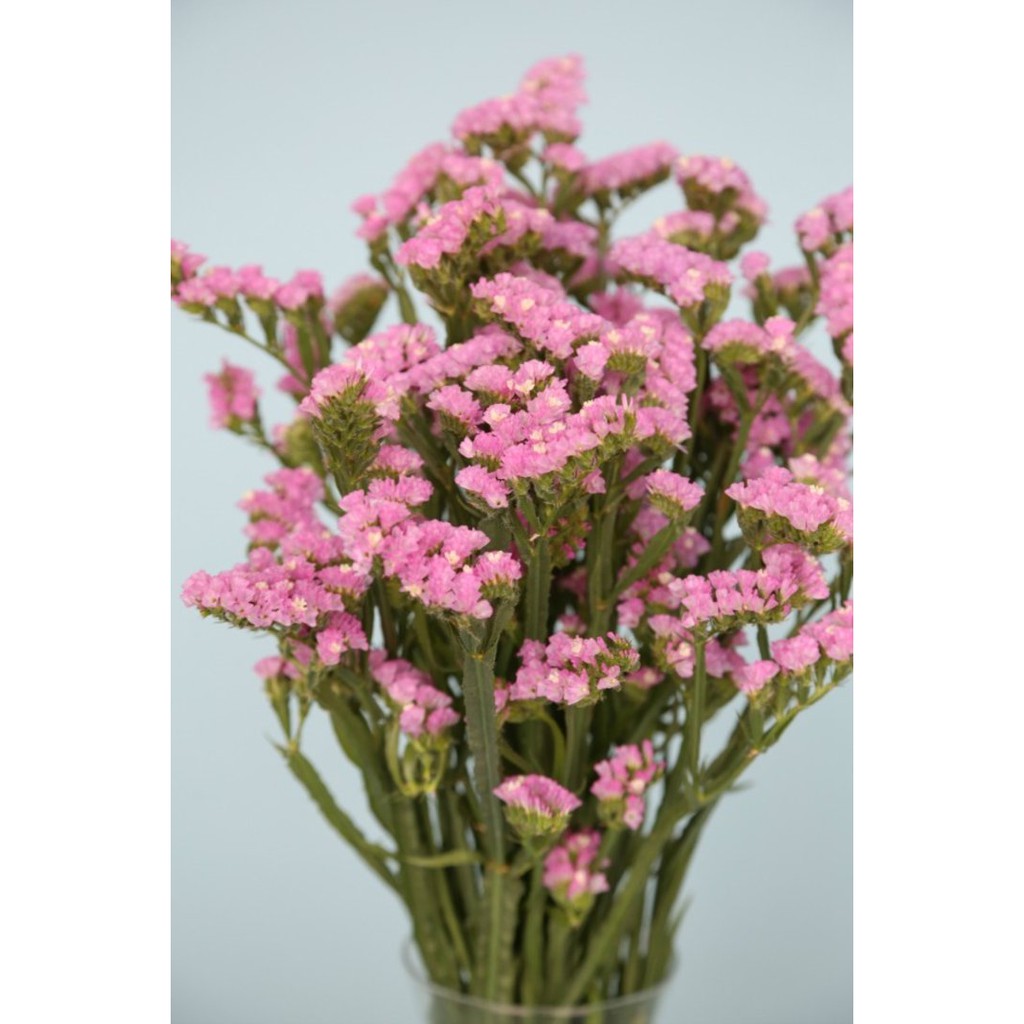 

Jual Statice Pink import china