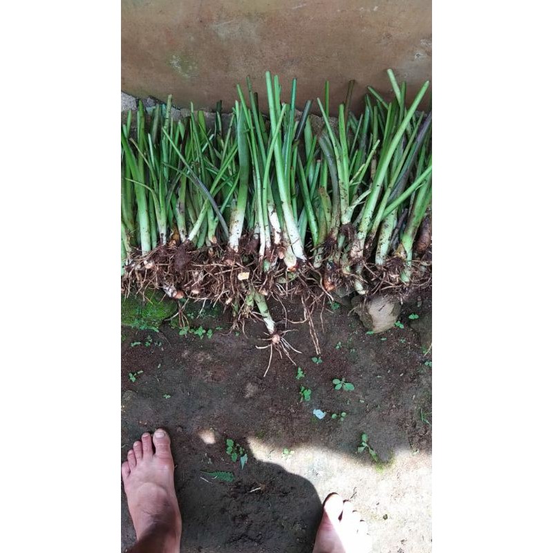 bibit talas beneng semay 2 kg isi 90/100 biji